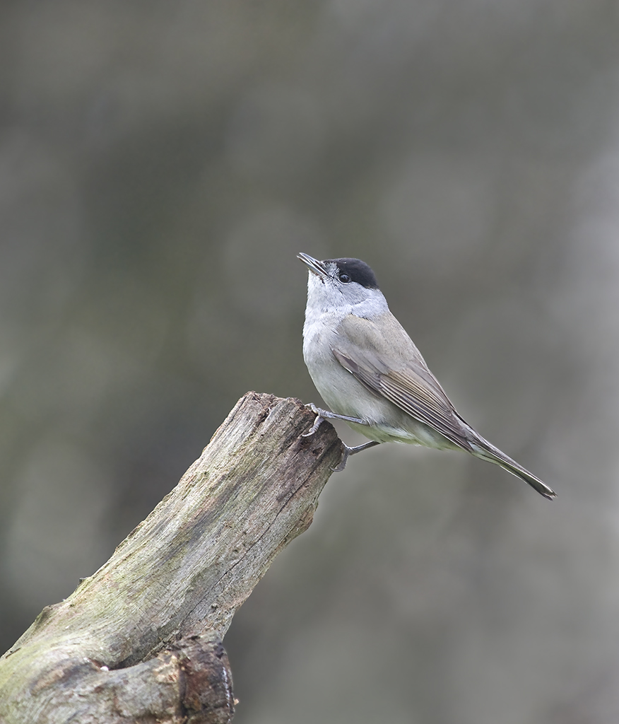 Blackcap