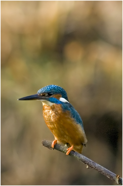 Kingfisher 2