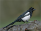 Magpie