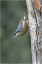 Nuthatch