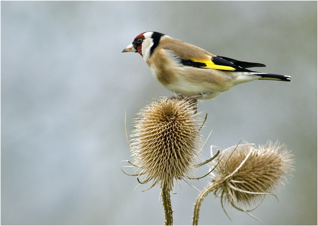 Goldfinch