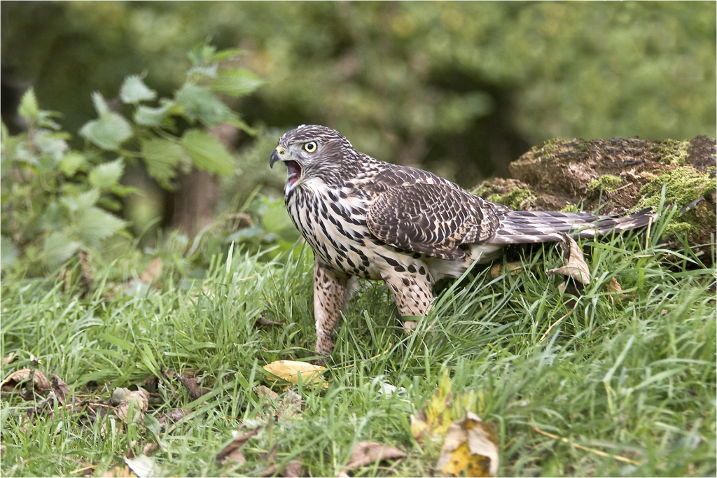 Goshawk