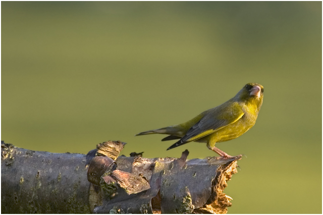 Greenfinch