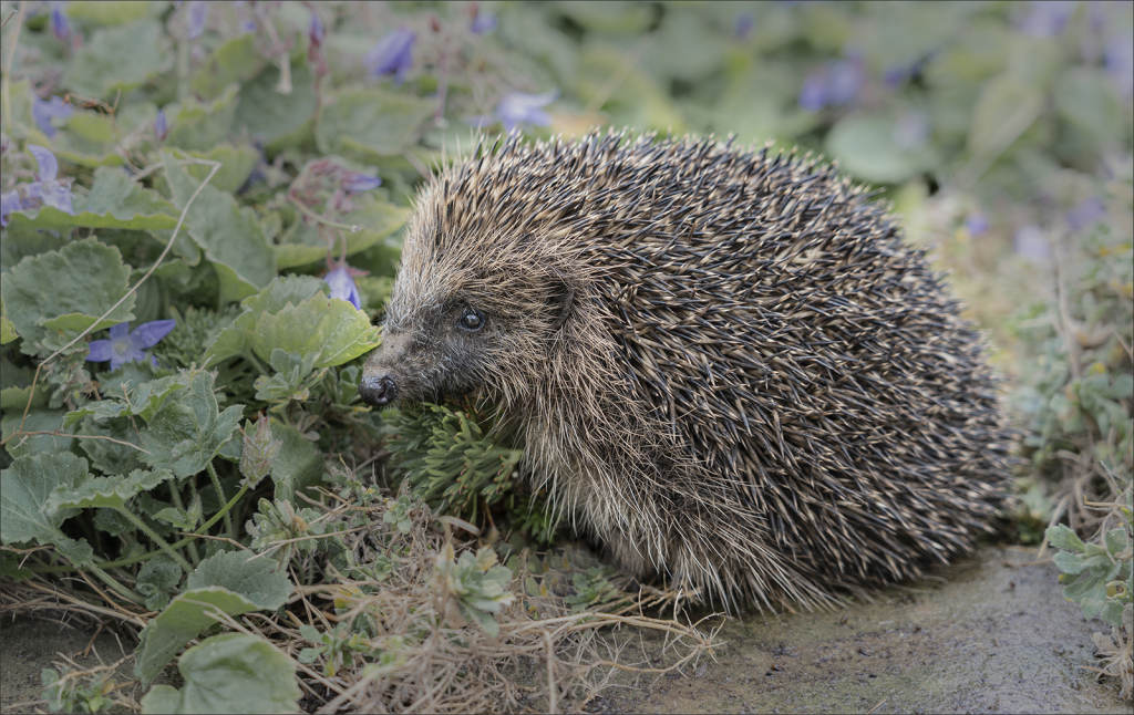 Hedgehog