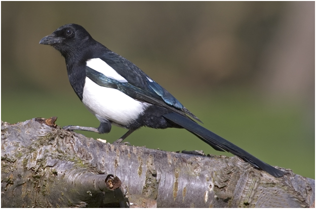 Magpie